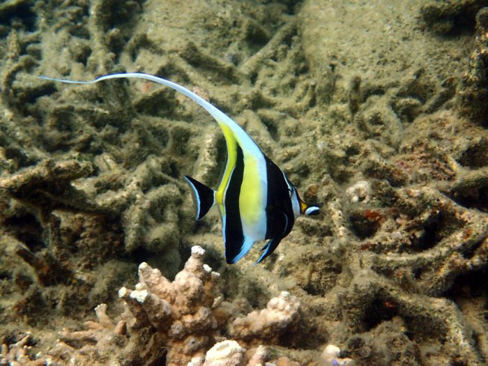 Zanclus cornutus