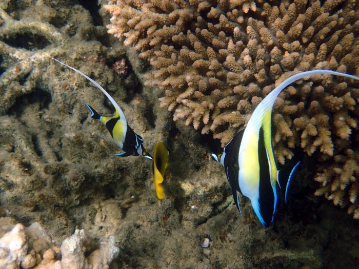 Zanclus cornutus