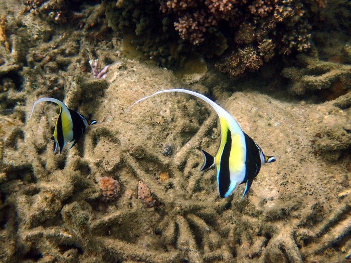 Zanclus cornutus