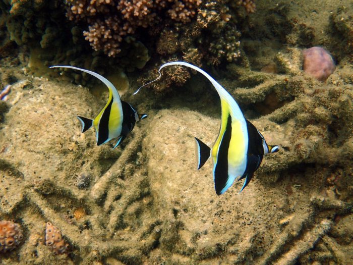 Zanclus cornutus