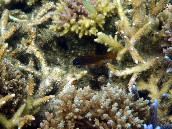 Ostorhinchus cyanosoma