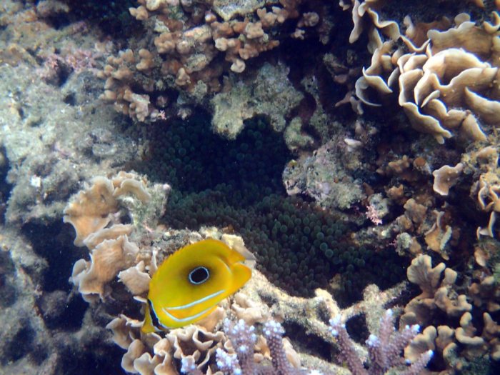 Chaetodon bennetti