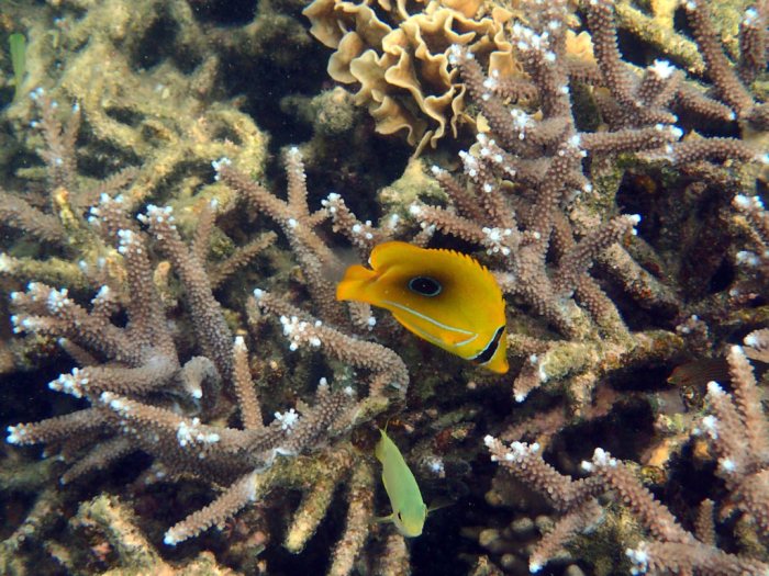 Chaetodon bennetti