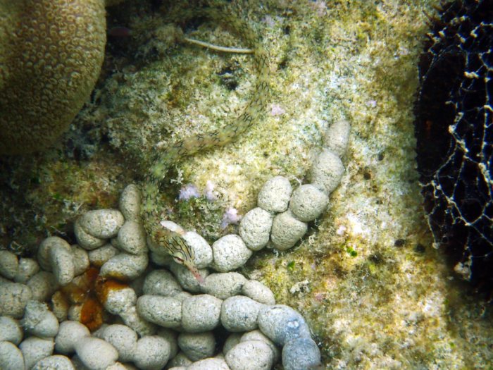 Corythoichthys haematopterus