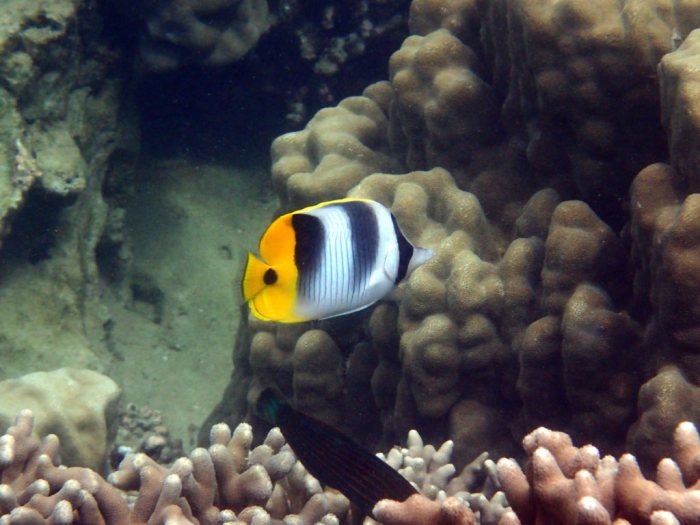 Chaetodon ulietensis