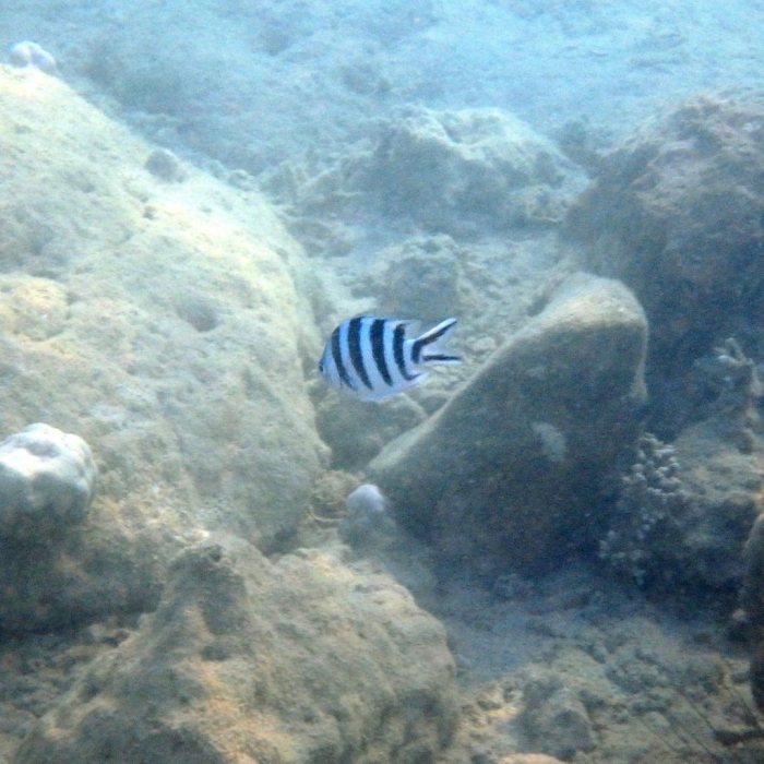 Abudefduf sexfasciatus