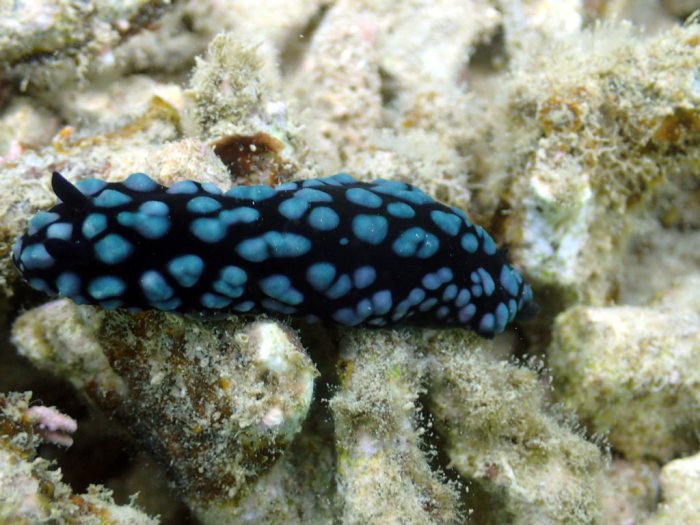Phyllidiella pustulosa
