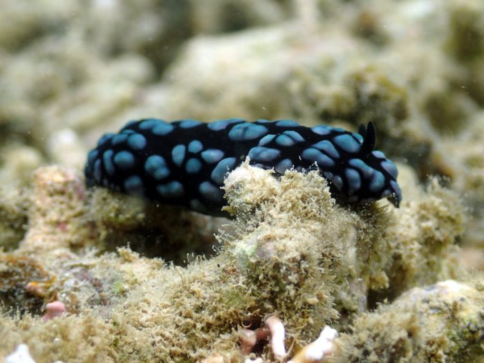 Phyllidiella pustulosa