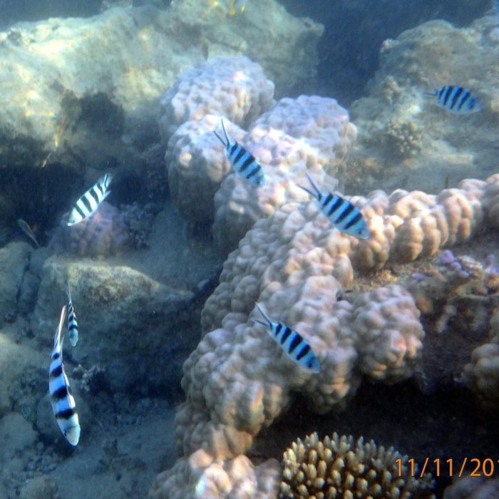 Abudefduf sexfasciatus