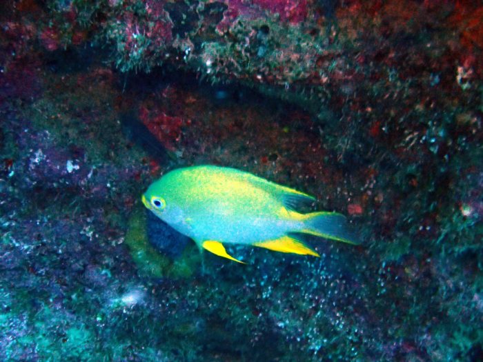 Amblyglyphidodon aureus