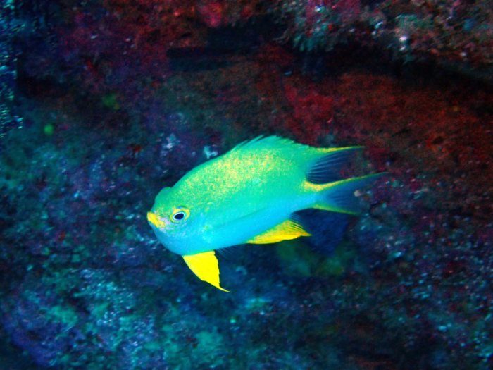 Amblyglyphidodon aureus