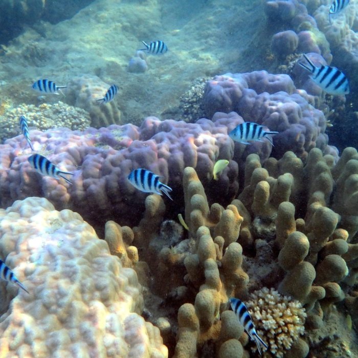 Abudefduf sexfasciatus