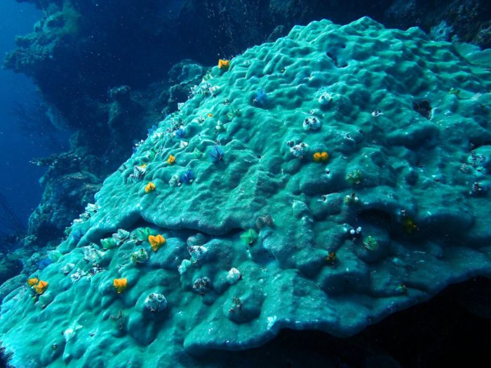 Spirobranchus corniculatus