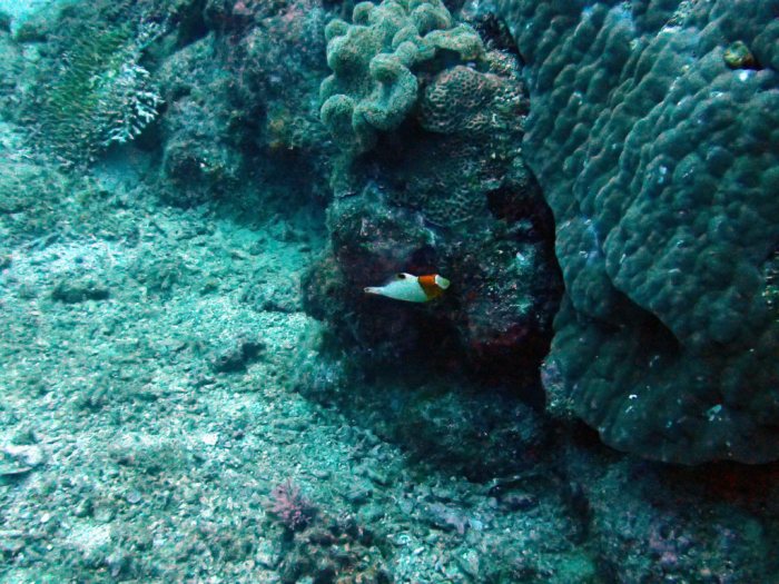 Cetoscarus ocellatus
