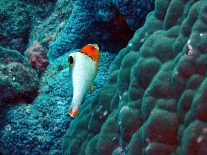 Cetoscarus ocellatus