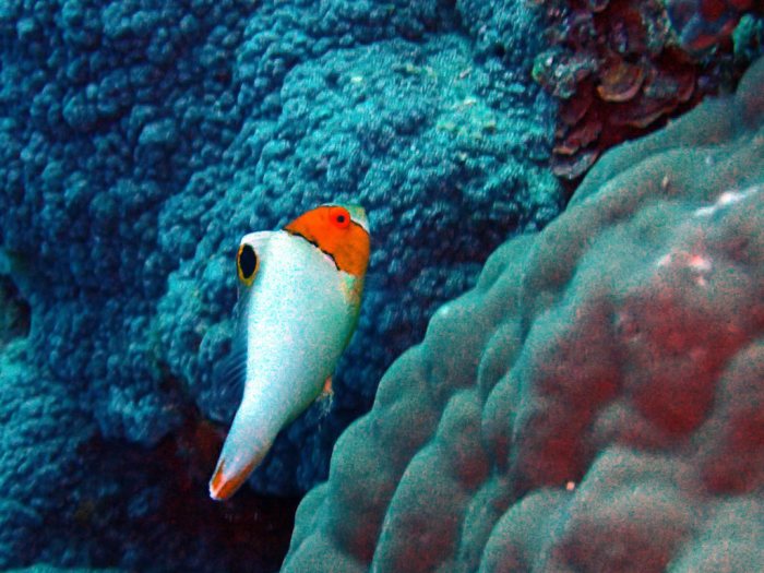Cetoscarus ocellatus