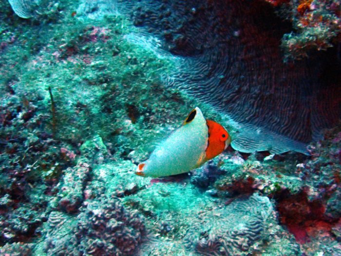 Cetoscarus ocellatus