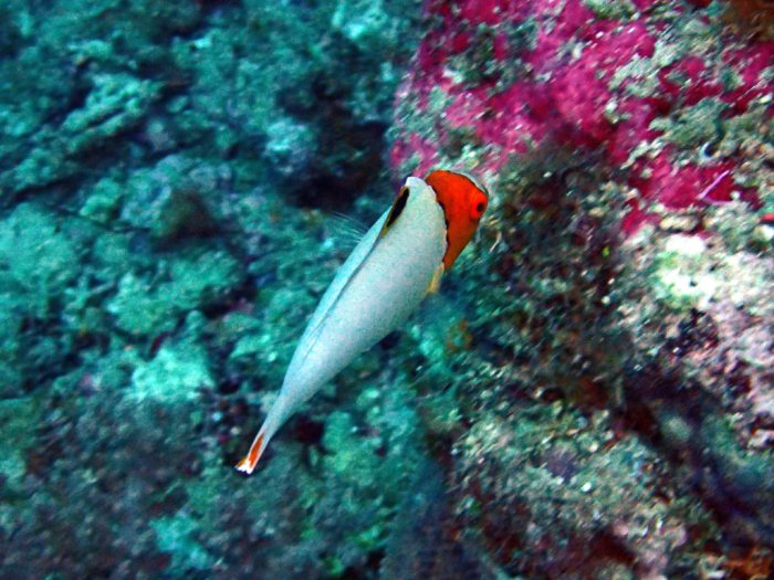 Cetoscarus ocellatus