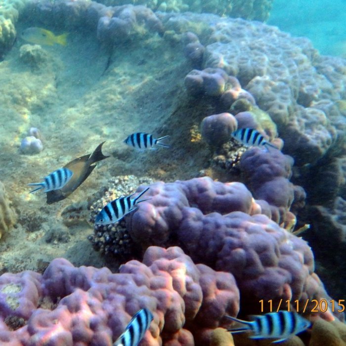 Abudefduf sexfasciatus
