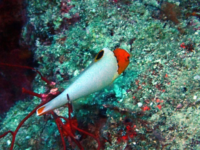 Cetoscarus ocellatus