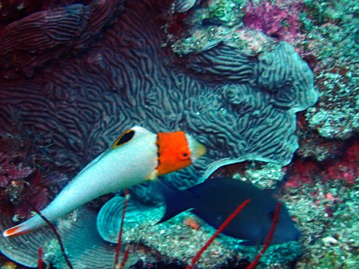 Cetoscarus ocellatus