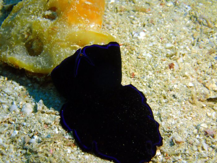 Pseudoceros sapphirinus