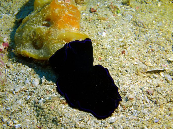 Pseudoceros sapphirinus