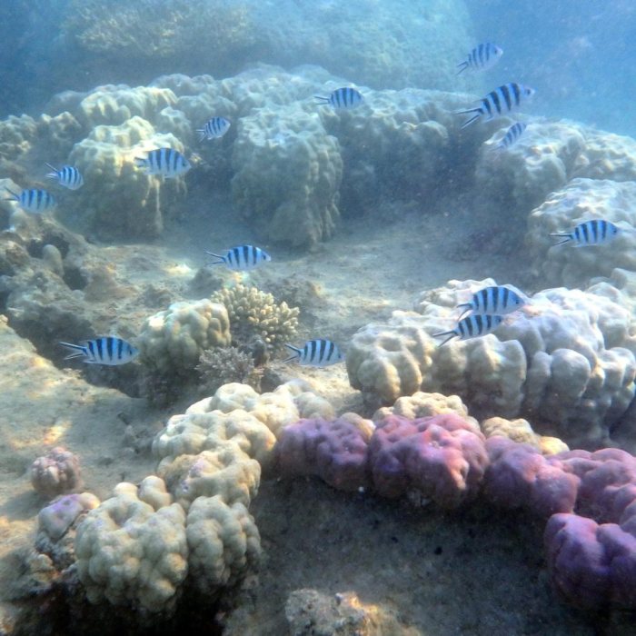 Abudefduf sexfasciatus