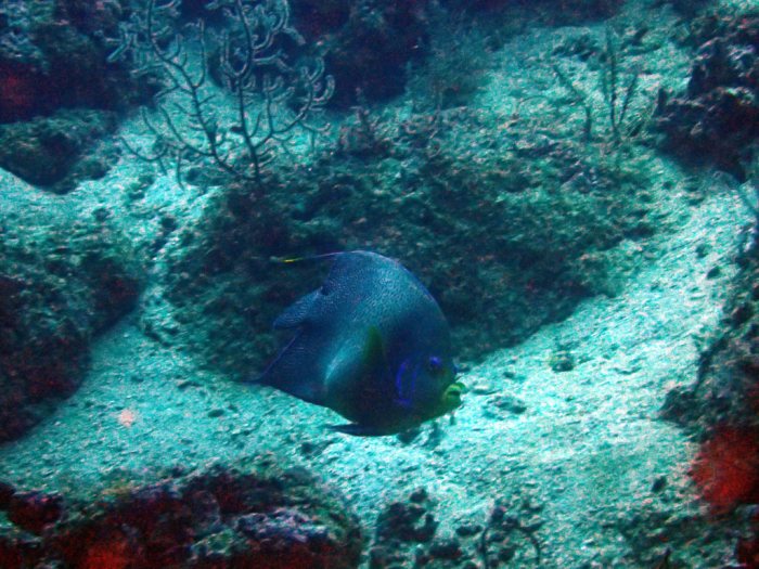 Pomacanthus semicirculatus