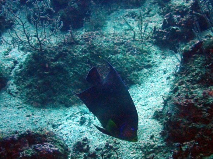 Pomacanthus semicirculatus