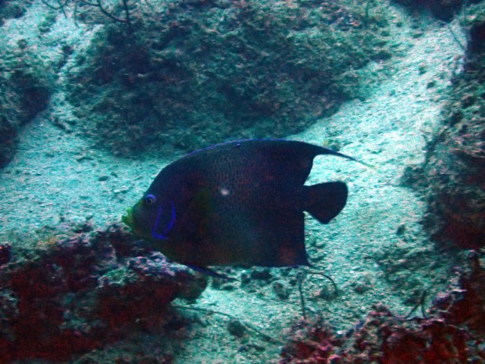 Pomacanthus semicirculatus