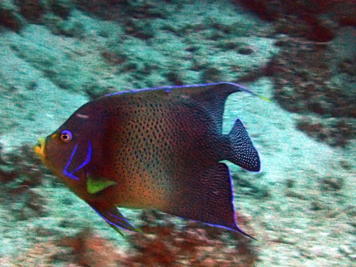 Pomacanthus semicirculatus
