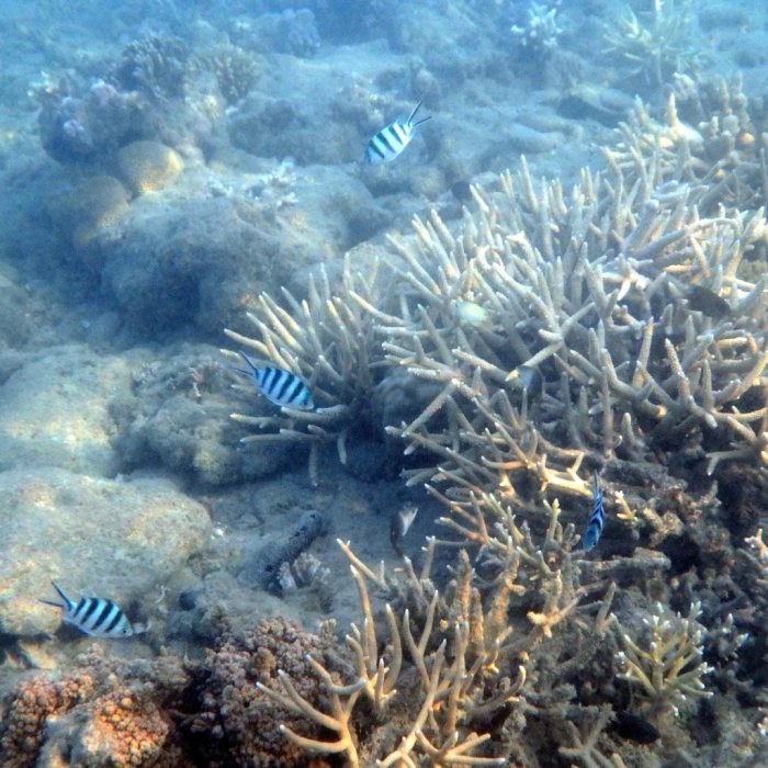 Abudefduf sexfasciatus