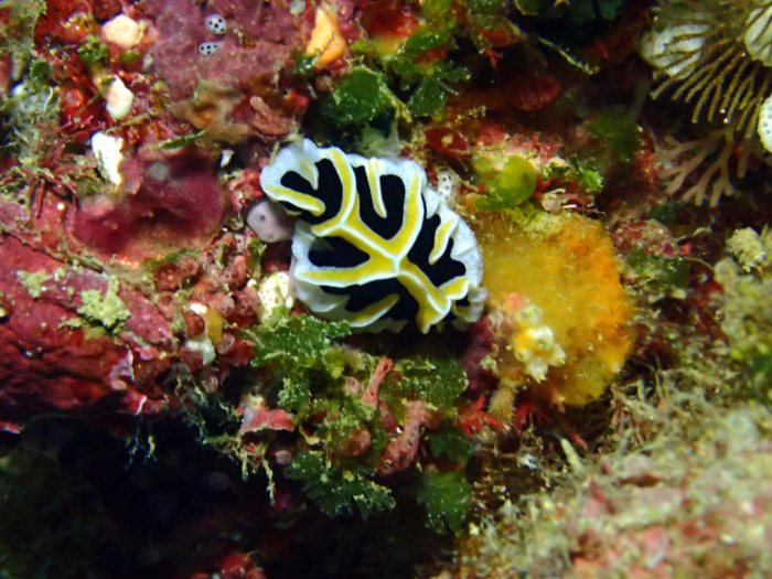 Reticulidia fungia