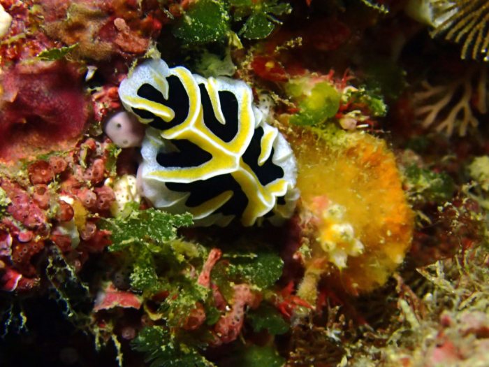 Reticulidia fungia