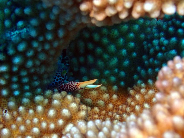Trapezia rufopunctata