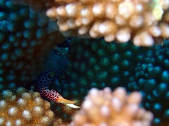 Trapezia rufopunctata