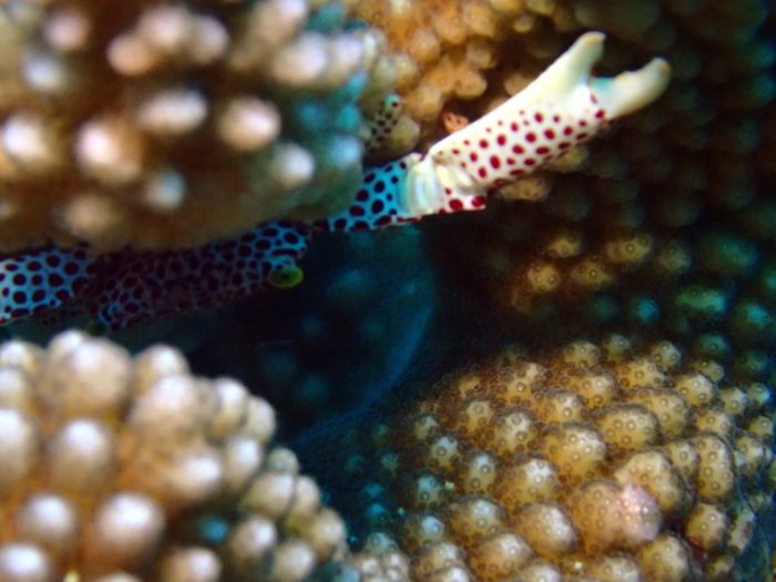 Trapezia rufopunctata