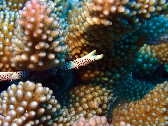 Trapezia rufopunctata