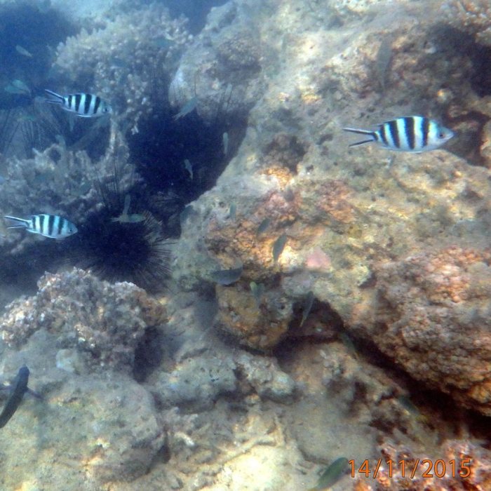 Abudefduf sexfasciatus