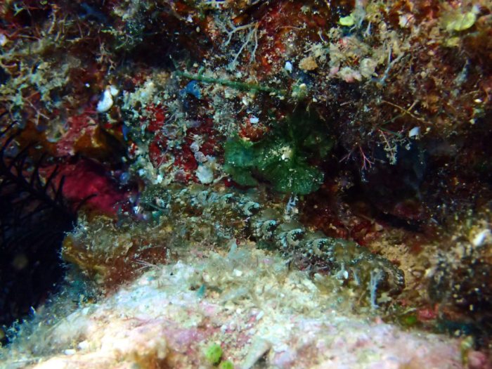 Pteraeolidia ianthina