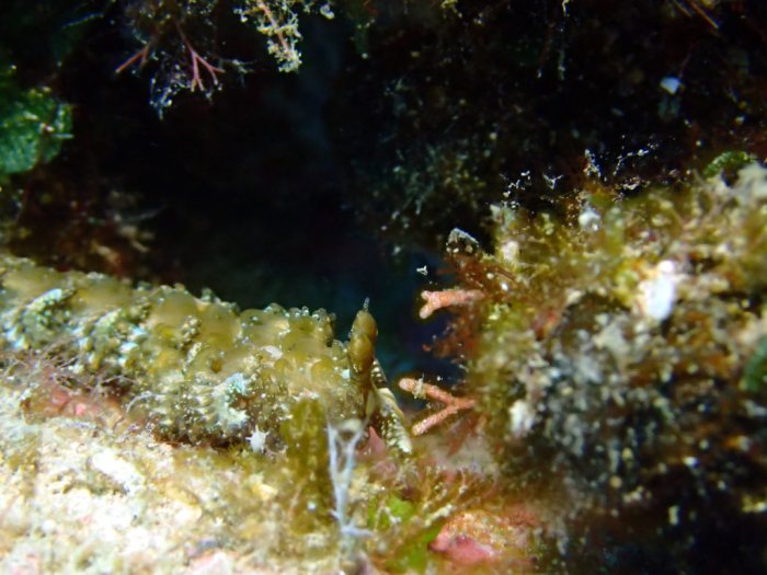 Pteraeolidia ianthina