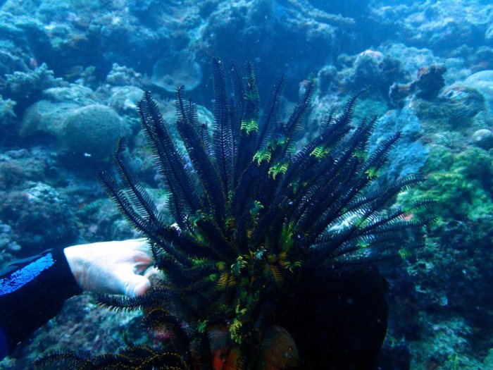 Anneissia (Oxycomanthus) bennetti