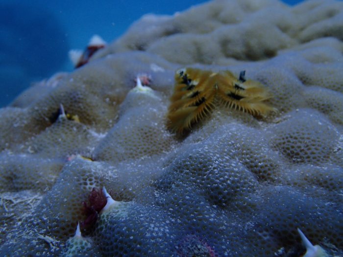 Spirobranchus corniculatus