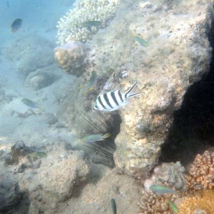 Abudefduf sexfasciatus