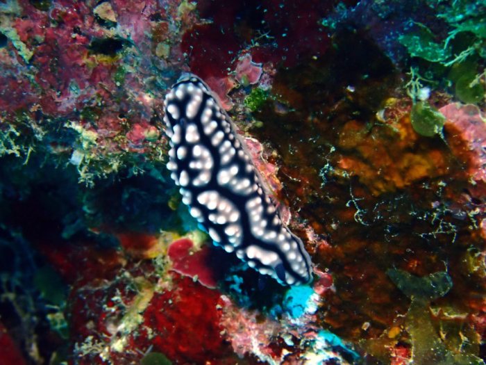 Phyllidiella pustulosa