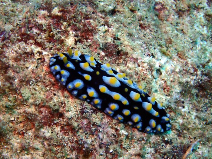 Phyllidia coelestis