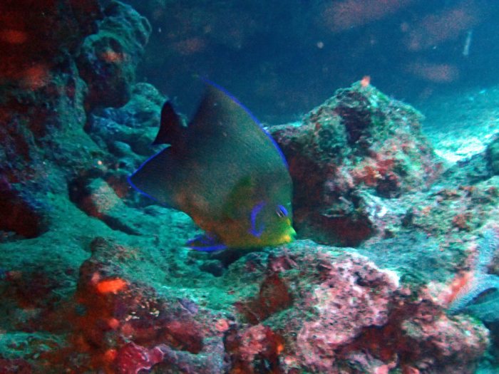 Pomacanthus semicirculatus