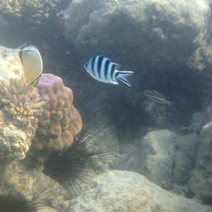 Abudefduf sexfasciatus