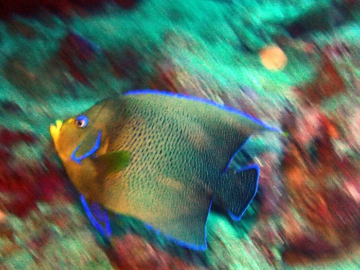 Pomacanthus semicirculatus